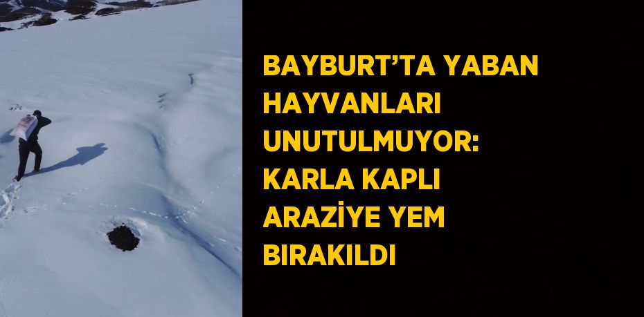 BAYBURT’TA YABAN HAYVANLARI UNUTULMUYOR: KARLA KAPLI ARAZİYE YEM BIRAKILDI