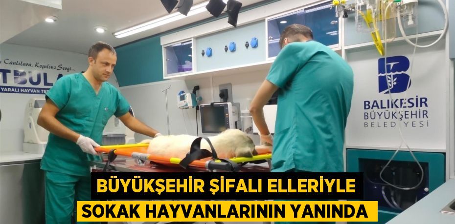 Büyükşehir şifalı elleriyle sokak hayvanlarının yanında