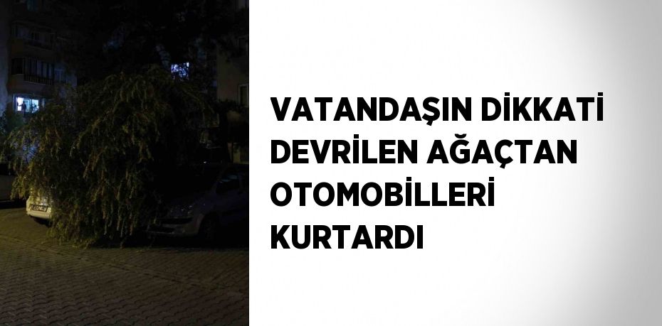 VATANDAŞIN DİKKATİ DEVRİLEN AĞAÇTAN OTOMOBİLLERİ KURTARDI