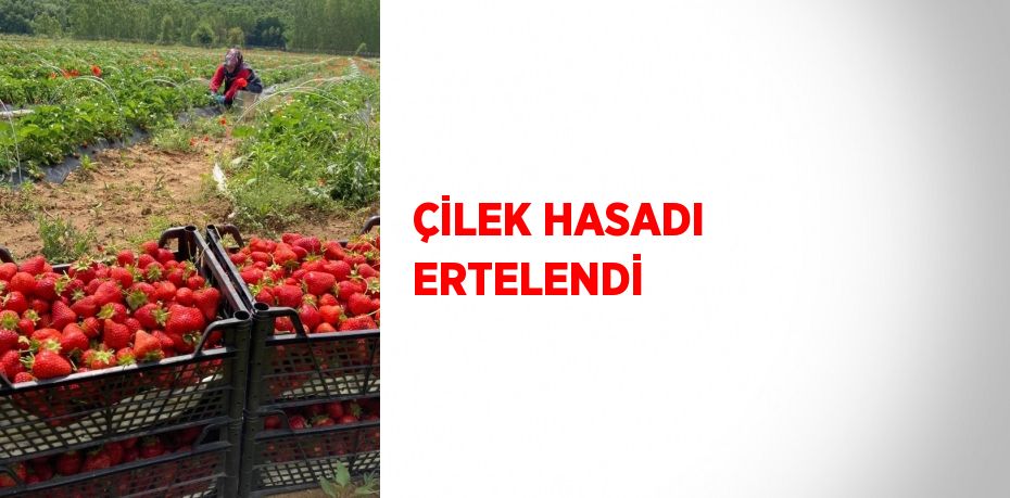 ÇİLEK HASADI ERTELENDİ