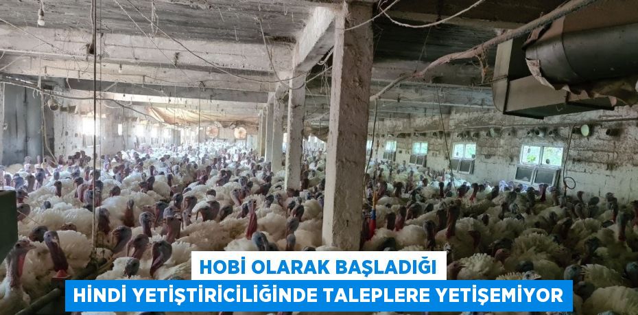 HOBİ OLARAK BAŞLADIĞI HİNDİ YETİŞTİRİCİLİĞİNDE TALEPLERE YETİŞEMİYOR