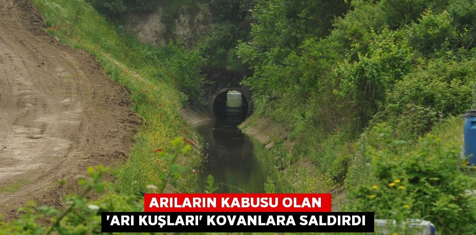 Arıların kabusu olan 'arı kuşları' kovanlara saldırdı