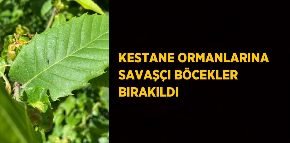 KESTANE ORMANLARINA SAVAŞÇI BÖCEKLER BIRAKILDI