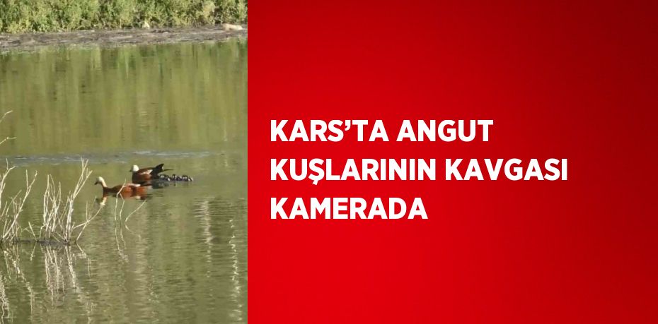 KARS’TA ANGUT KUŞLARININ KAVGASI KAMERADA