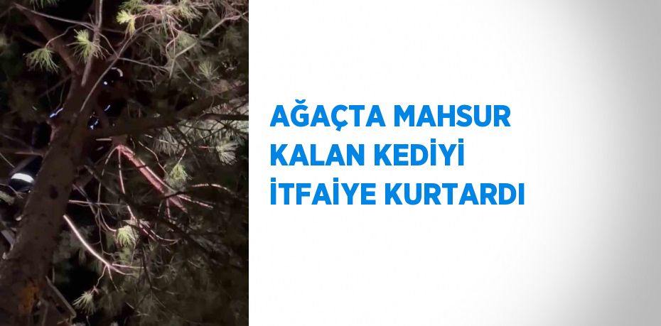 AĞAÇTA MAHSUR KALAN KEDİYİ İTFAİYE KURTARDI