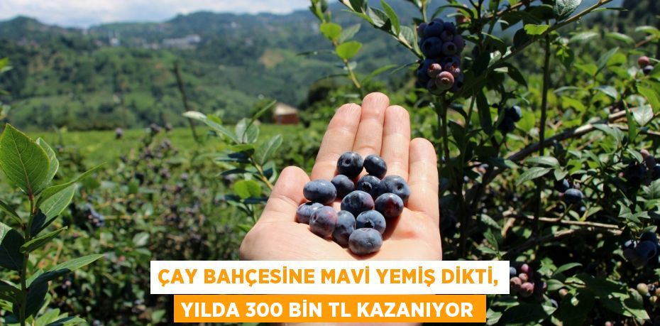 Çay bahçesine mavi yemiş dikti, yılda 300 bin TL kazanıyor