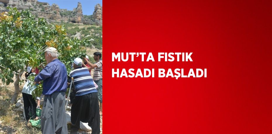 MUT’TA FISTIK HASADI BAŞLADI