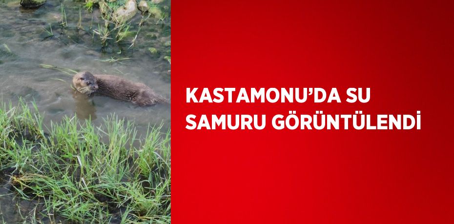 KASTAMONU’DA SU SAMURU GÖRÜNTÜLENDİ