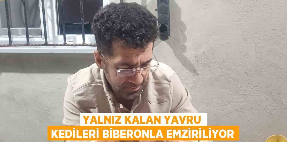 YALNIZ KALAN YAVRU KEDİLERİ BİBERONLA EMZİRİLİYOR