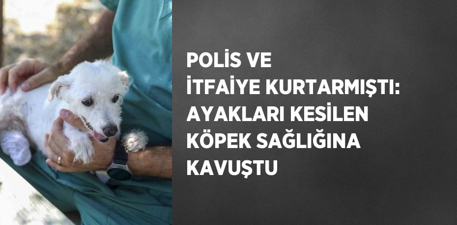 POLİS VE İTFAİYE KURTARMIŞTI: AYAKLARI KESİLEN KÖPEK SAĞLIĞINA KAVUŞTU