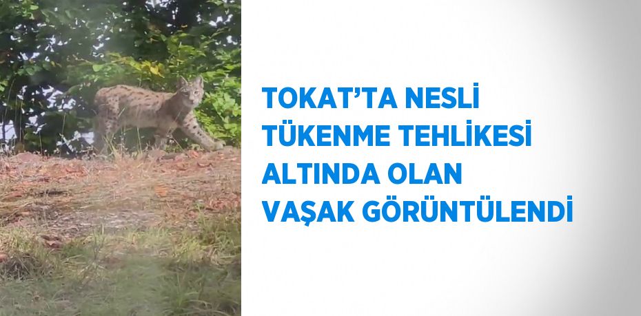 TOKAT’TA NESLİ TÜKENME TEHLİKESİ ALTINDA OLAN VAŞAK GÖRÜNTÜLENDİ