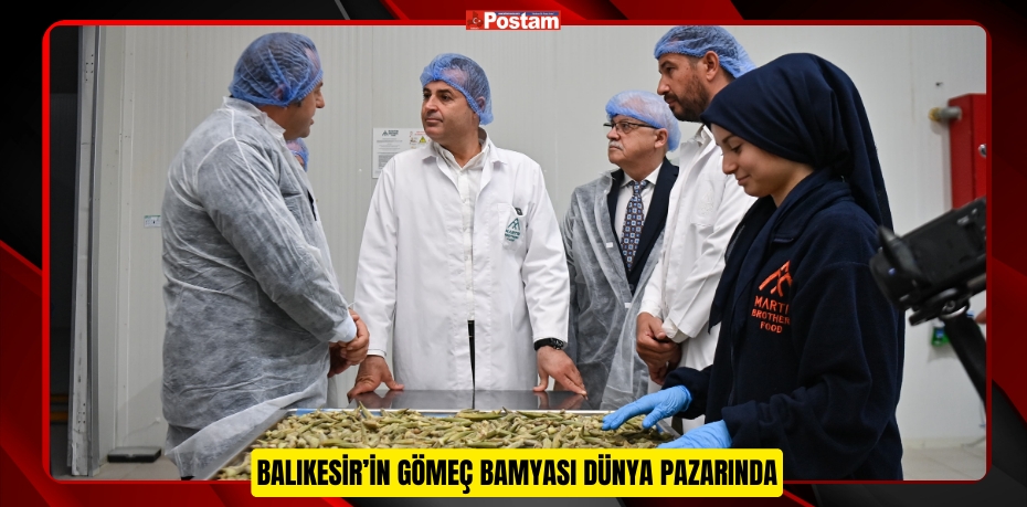 BALIKESİR’İN GÖMEÇ BAMYASI DÜNYA PAZARINDA