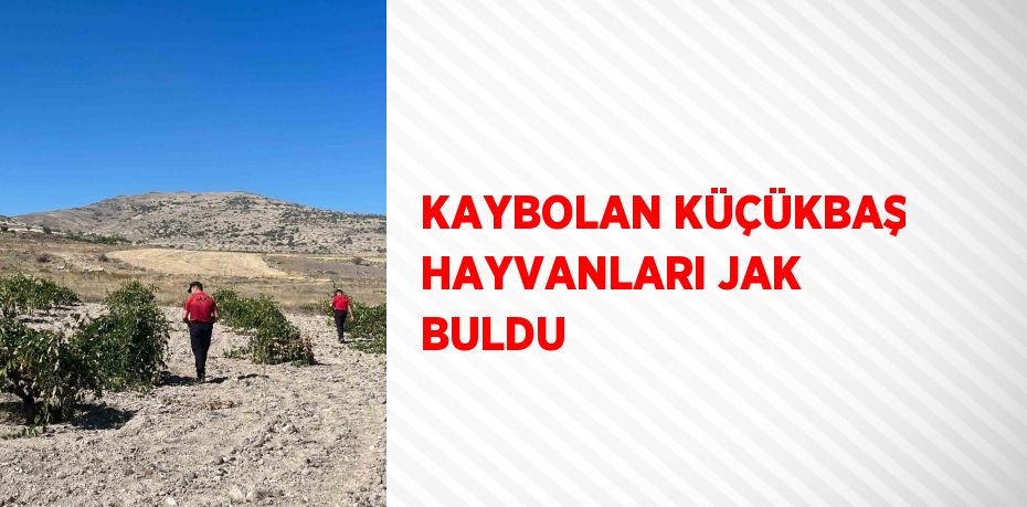 KAYBOLAN KÜÇÜKBAŞ HAYVANLARI JAK BULDU