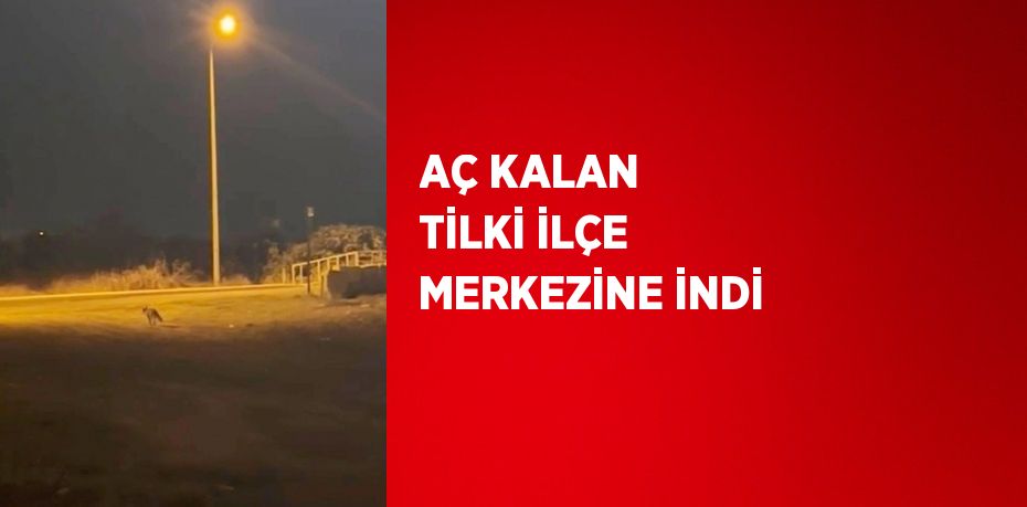 AÇ KALAN TİLKİ İLÇE MERKEZİNE İNDİ