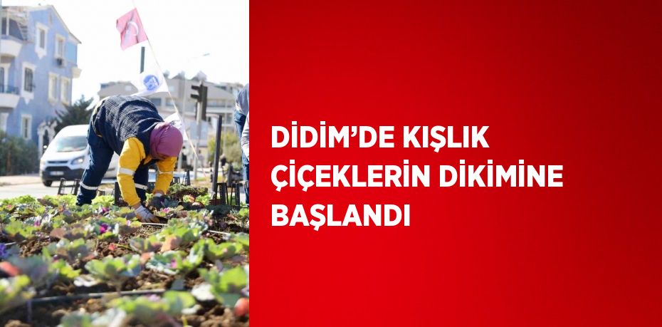 DİDİM’DE KIŞLIK ÇİÇEKLERİN DİKİMİNE BAŞLANDI