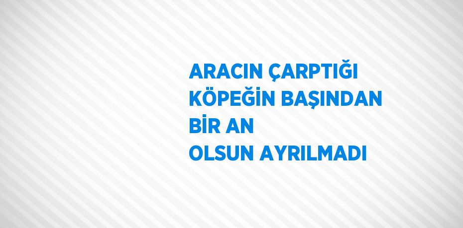 ARACIN ÇARPTIĞI KÖPEĞİN BAŞINDAN BİR AN OLSUN AYRILMADI