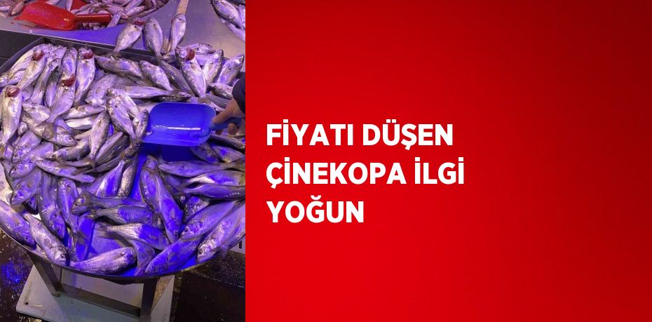 FİYATI DÜŞEN ÇİNEKOPA İLGİ YOĞUN