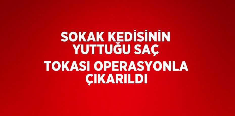 SOKAK KEDİSİNİN YUTTUĞU SAÇ TOKASI OPERASYONLA ÇIKARILDI