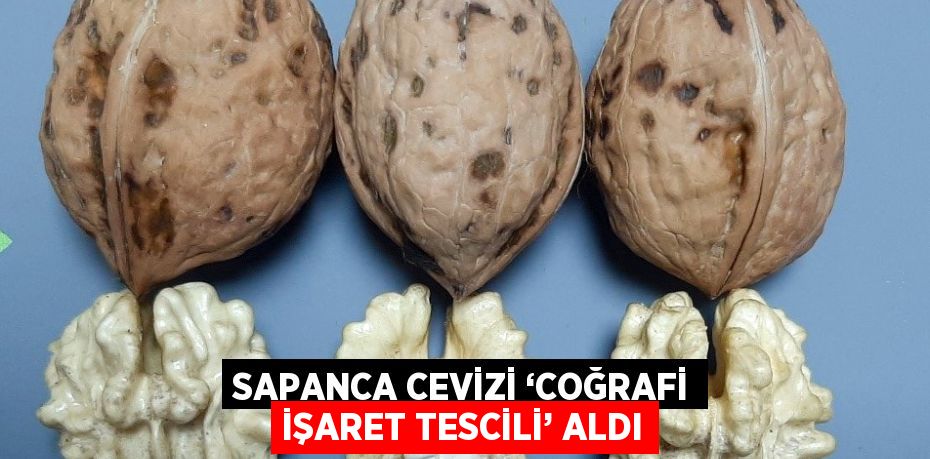 SAPANCA CEVİZİ ‘COĞRAFİ İŞARET TESCİLİ’ ALDI