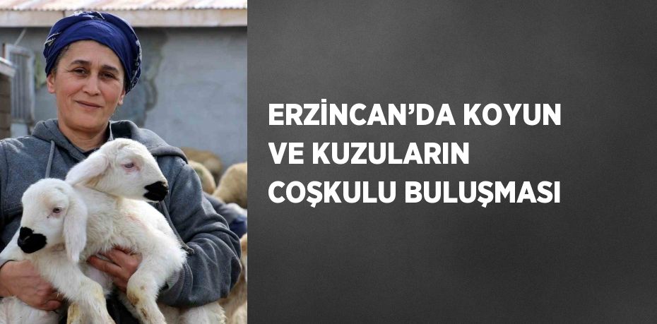 ERZİNCAN’DA KOYUN VE KUZULARIN COŞKULU BULUŞMASI