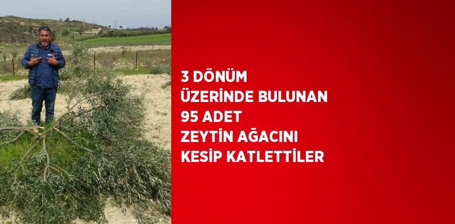 3 DÖNÜM ÜZERİNDE BULUNAN 95 ADET ZEYTİN AĞACINI KESİP KATLETTİLER