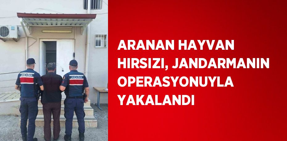 ARANAN HAYVAN HIRSIZI, JANDARMANIN OPERASYONUYLA YAKALANDI