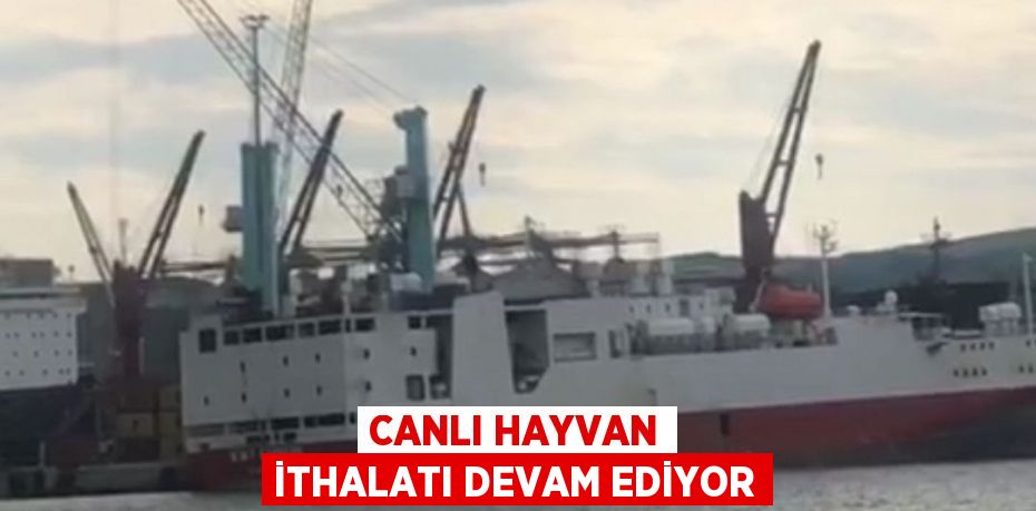 Canlı hayvan ithalatı devam ediyor