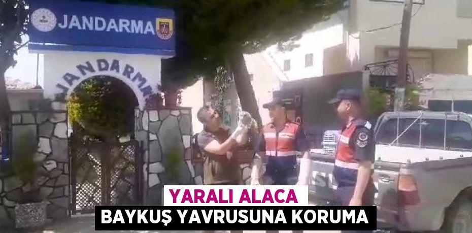 Yaralı alaca baykuş yavrusuna koruma