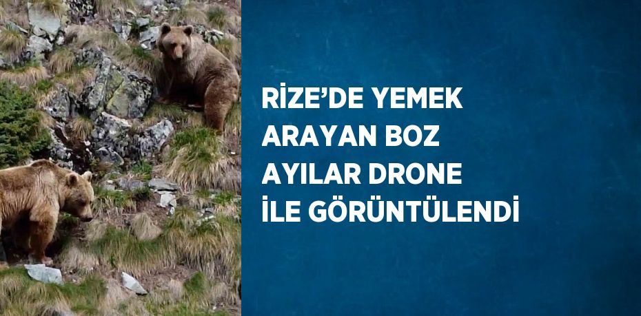 RİZE’DE YEMEK ARAYAN BOZ AYILAR DRONE İLE GÖRÜNTÜLENDİ