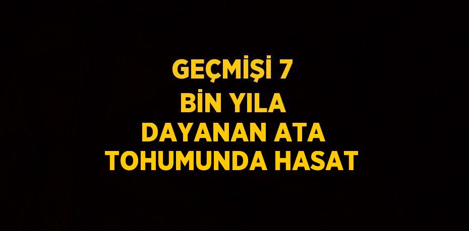 GEÇMİŞİ 7 BİN YILA DAYANAN ATA TOHUMUNDA HASAT