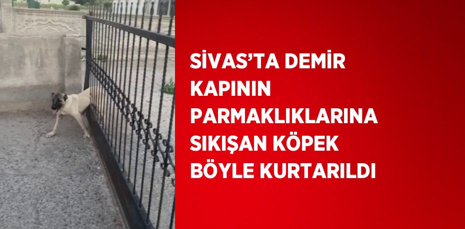 SİVAS’TA DEMİR KAPININ PARMAKLIKLARINA SIKIŞAN KÖPEK BÖYLE KURTARILDI