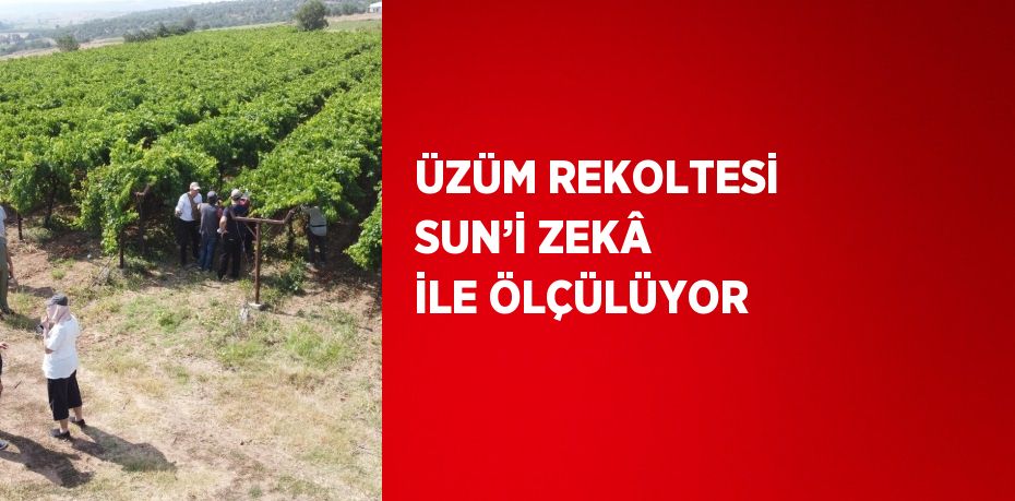 ÜZÜM REKOLTESİ SUN’İ ZEKÂ İLE ÖLÇÜLÜYOR