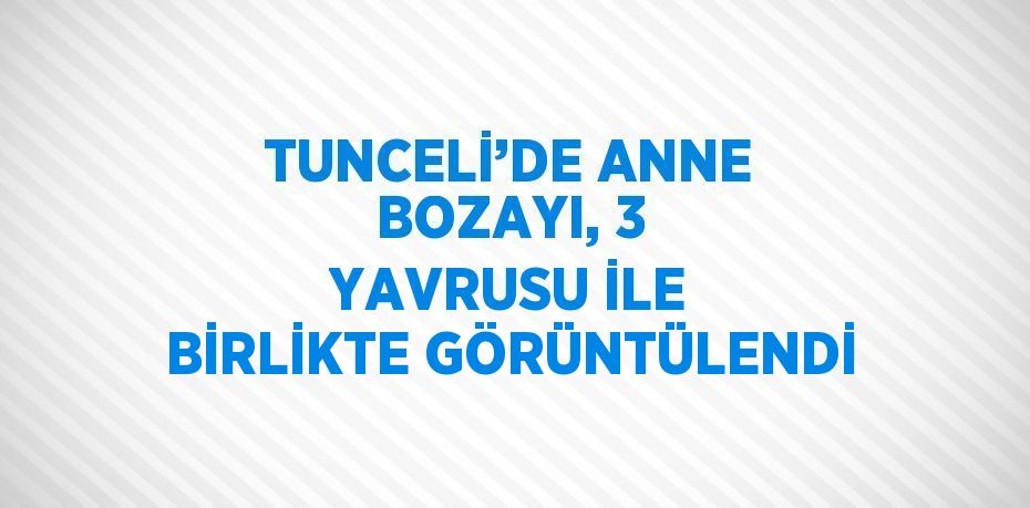 TUNCELİ’DE ANNE BOZAYI, 3 YAVRUSU İLE BİRLİKTE GÖRÜNTÜLENDİ