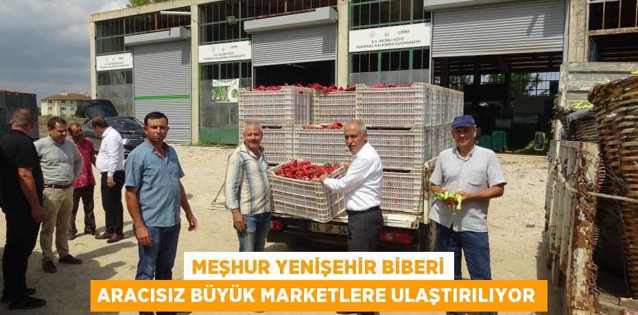 Meşhur Yenişehir biberi aracısız büyük marketlere ulaştırılıyor