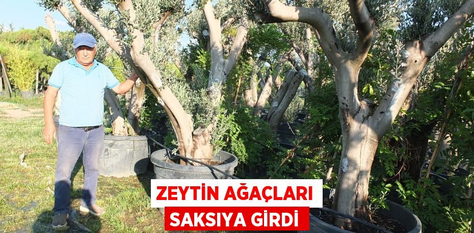 Zeytin ağaçları saksıya girdi