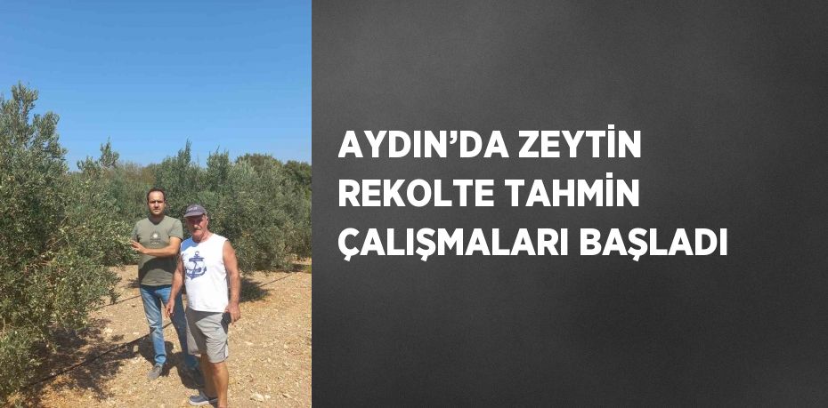 AYDIN’DA ZEYTİN REKOLTE TAHMİN ÇALIŞMALARI BAŞLADI