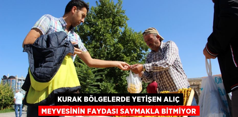 Kurak bölgelerde yetişen alıç meyvesinin faydası saymakla bitmiyor