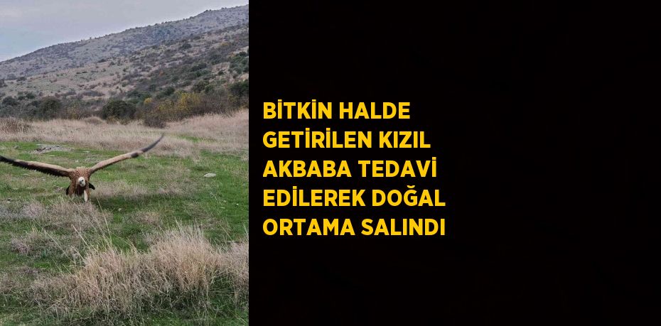 BİTKİN HALDE GETİRİLEN KIZIL AKBABA TEDAVİ EDİLEREK DOĞAL ORTAMA SALINDI