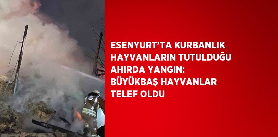 ESENYURT’TA KURBANLIK HAYVANLARIN TUTULDUĞU AHIRDA YANGIN: BÜYÜKBAŞ HAYVANLAR TELEF OLDU