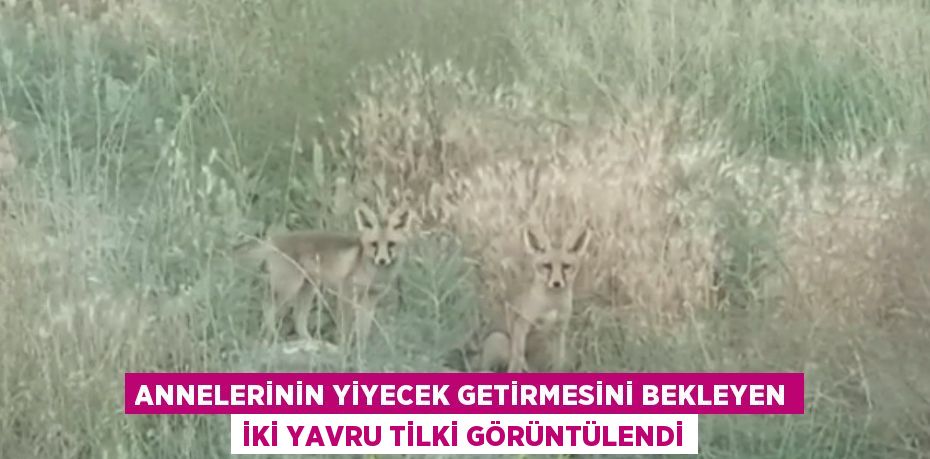 ANNELERİNİN YİYECEK GETİRMESİNİ BEKLEYEN İKİ YAVRU TİLKİ GÖRÜNTÜLENDİ