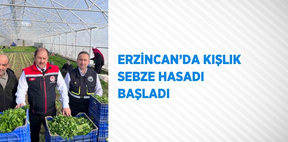 ERZİNCAN’DA KIŞLIK SEBZE HASADI BAŞLADI