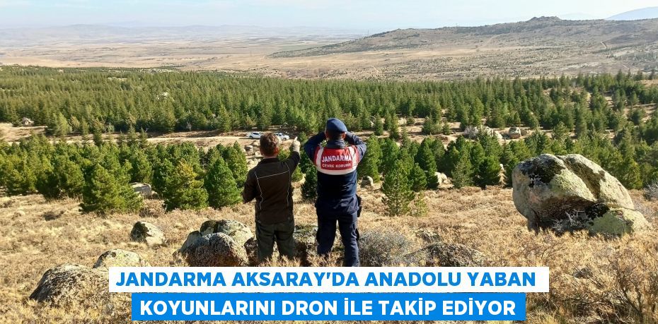 jandarma Aksaray'da Anadolu Yaban Koyunlarını dron ile takip ediyor