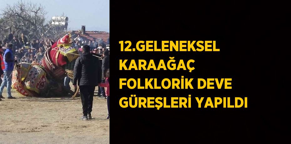 12.GELENEKSEL KARAAĞAÇ FOLKLORİK DEVE GÜREŞLERİ YAPILDI