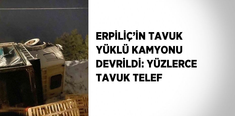 ERPİLİÇ’İN TAVUK YÜKLÜ KAMYONU DEVRİLDİ: YÜZLERCE TAVUK TELEF