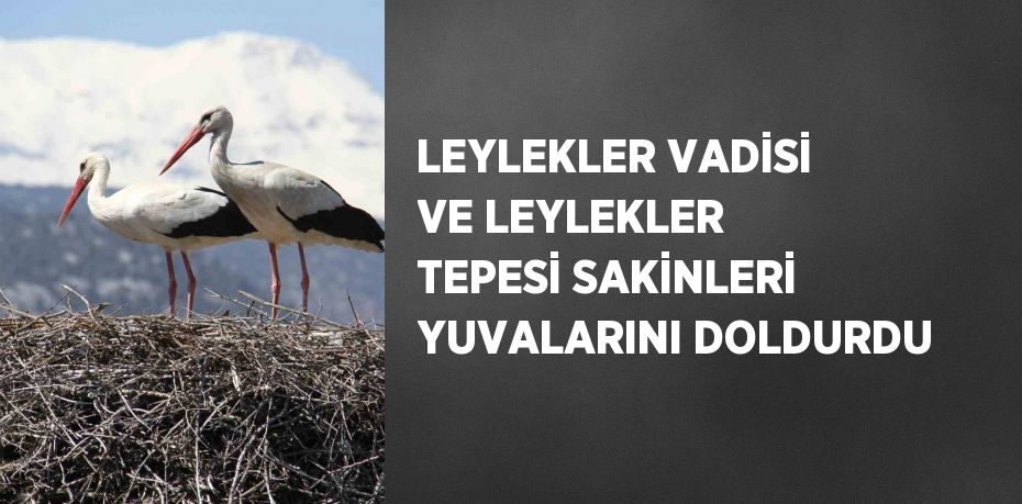 LEYLEKLER VADİSİ VE LEYLEKLER TEPESİ SAKİNLERİ YUVALARINI DOLDURDU