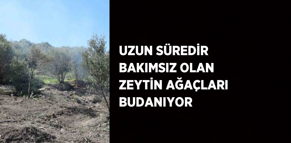 UZUN SÜREDİR BAKIMSIZ OLAN ZEYTİN AĞAÇLARI BUDANIYOR