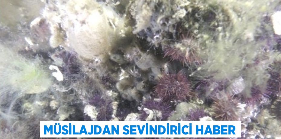 MÜSİLAJDAN SEVİNDİRİCİ HABER