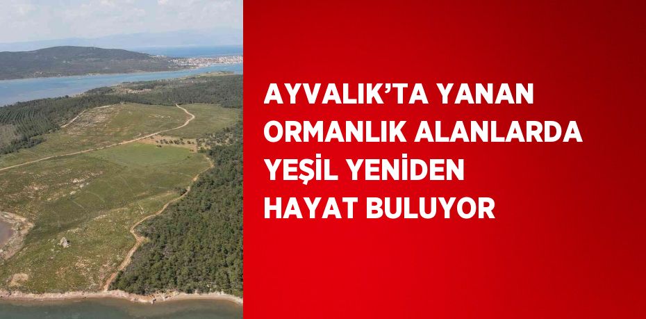 AYVALIK’TA YANAN ORMANLIK ALANLARDA YEŞİL YENİDEN HAYAT BULUYOR