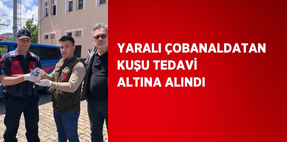 YARALI ÇOBANALDATAN KUŞU TEDAVİ ALTINA ALINDI