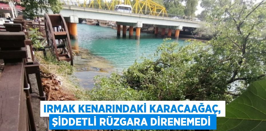 IRMAK KENARINDAKİ KARACAAĞAÇ, ŞİDDETLİ RÜZGARA DİRENEMEDİ